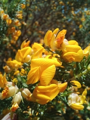 Aspalathus excelsa