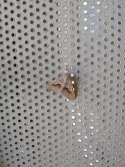 Frederickia ballandrata