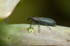 Mecinus janthiniformis