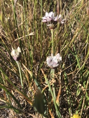 Allium haematochiton
