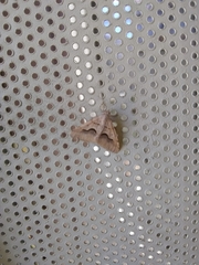 Frederickia ballandrata