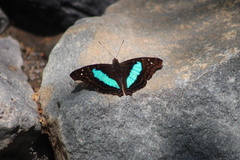 Doxocopa laurentia cherubina