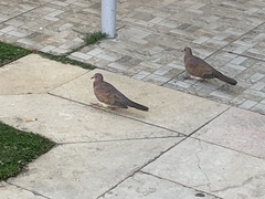 Streptopelia senegalensis