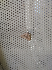 Frederickia ballandrata