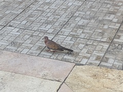 Streptopelia senegalensis