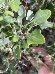 Chenopodium oahuense