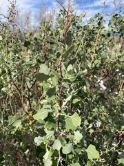 Chenopodium oahuense