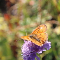 Boloria napaea
