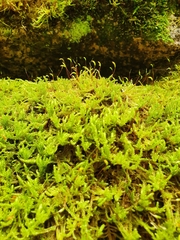 Herzogiella seligeri