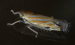 Deltanus texanus