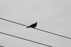 Streptopelia senegalensis