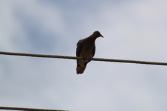 Streptopelia senegalensis