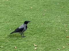 Corvus cornix