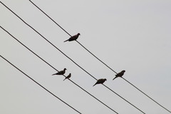 Streptopelia senegalensis
