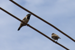 Spermestes cucullata