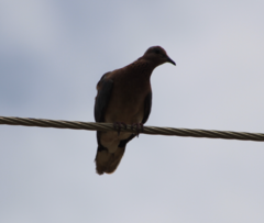 Streptopelia senegalensis