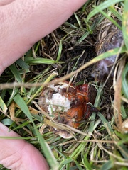 Ganoderma curtisii
