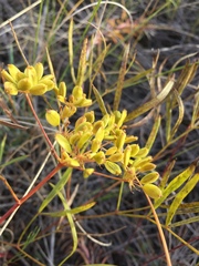 Peucedanum ruthenicum