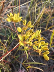 Peucedanum ruthenicum