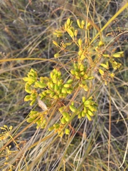 Peucedanum ruthenicum