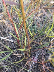 Peucedanum ruthenicum