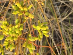 Peucedanum ruthenicum
