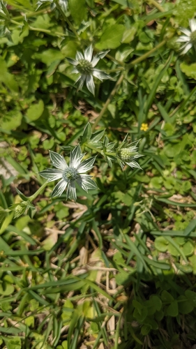 Image of Toad's Herb (Eryngium carlinae) by (c) Jake Rehage, some rights reserved (CC BY)