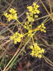 Peucedanum ruthenicum