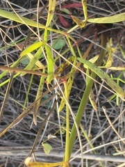 Peucedanum ruthenicum