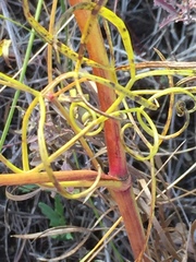 Peucedanum ruthenicum