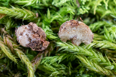 Glomeromycota