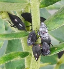 Enchenopa quadricolor