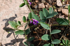 Vicia amurensis
