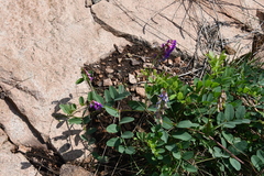 Vicia amurensis