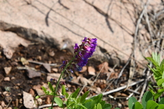 Vicia amurensis