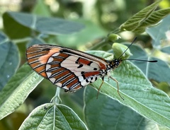 Acraea goetzei