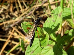 Limerodops elongatus