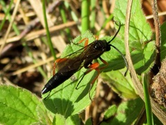 Limerodops elongatus