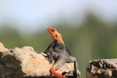 Agama