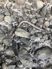 Gymnothorax castaneus