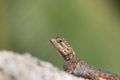Agama