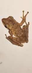 Polypedates maculatus