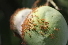 Oecophylla longinoda