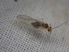 Stenopsocus