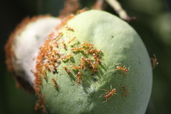 Oecophylla longinoda
