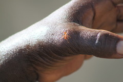 Oecophylla longinoda