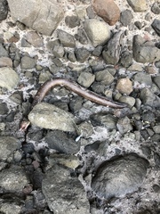 Gymnothorax castaneus