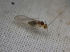Stenopsocus