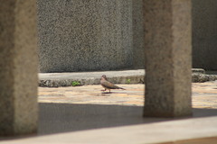 Streptopelia senegalensis