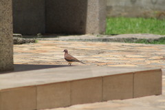Streptopelia senegalensis